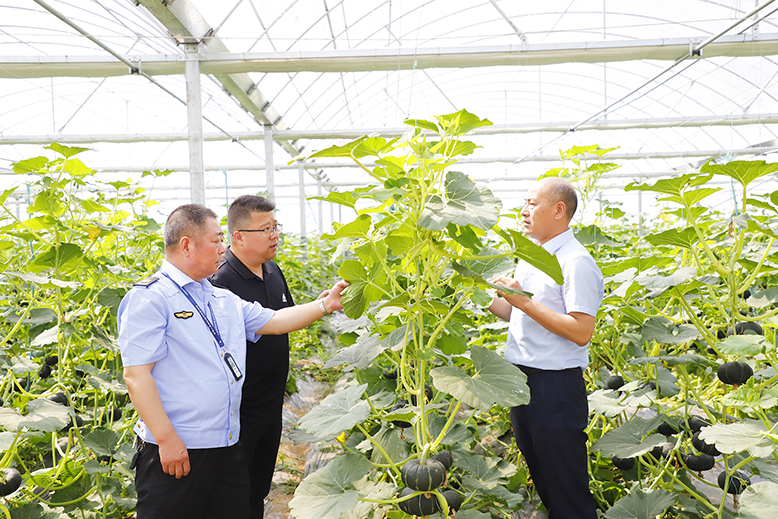 縣植保站技術(shù)人員到縣農(nóng)業(yè)園瑞杰公司南瓜種植基地現(xiàn)場指導